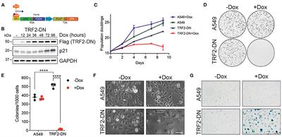 Transcriptional and Proteomic Characterization of Telomere-Induced Senescence in a Human Alveolar Epithelial Cell Line